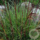 Miscanthus sin. 'Serengeti' GM  P11
