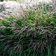 Miscanthus sin. 'Yaku Jima' GM  P11