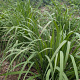 Molinia arund. 'Crystal Veil' GM P9
