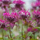 Monarda 'Donnerwolke' GM P9