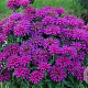 Monarda 'Grape Gumball' GM P9