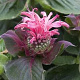 Monarda 'Bee-lieve' GM P9