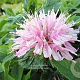 Monarda 'Pink Frosting' GM P9