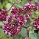 Origanum 'Marchants Seedling' GM P9