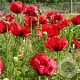Papaver or. 'Brilliant' GM P9