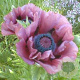 Papaver or. 'Patty's Plum' GM P9