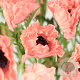 Papaver or. 'Prinz. Viktoria Luise' GM P9