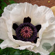 Papaver or. 'Royal Wedding' GM P9