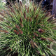 Pennisetum al. 'Black Beauty' GM P9