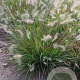 Pennisetum al. 'Burgundy Bunny' GM P9
