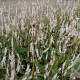 Persicaria a. 'Alba' GM P9