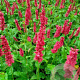 Persicaria a. 'Dark Red' GM P9