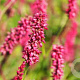 Persicaria a. 'Dikke Floskes' GM P9