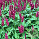 Persicaria a. 'JS Calor' GM P9