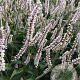 Persicaria a. 'JS Misty Morning' GM P9