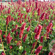 Persicaria a. 'Lisan' GM P9