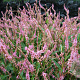 Persicaria a. 'Pink Elephant' GM P9