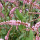 Persicaria a. 'Pink Elephant' GM P9