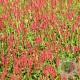 Persicaria a. 'Speciosa' GM P9