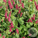 Persicaria a. 'Taurus' GM P9