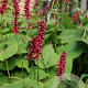 Persicaria a. 'Taurus' GM P9
