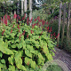 Persicaria a. 'Taurus' GM P9
