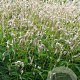 Persicaria a. 'White Eastfield' GM P9
