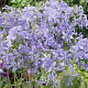 Phlox div. 'Clouds of Perfume' GM P9