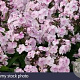 Phlox (P) 'Monica Lynden-Bell' GM P9