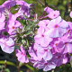Phlox (M) 'Rosalinde' GM P9