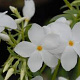 Phlox stolon. 'Ariane' GM P9