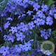Phlox stolon. 'Blue Ridge' GM P9