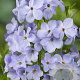 Phlox stolon. 'Blue Ridge' GM P9