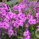 Phlox stolon. 'Red Ridge' GM P9