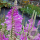 Physostegia v. 'Bouquet Rose' GM P9