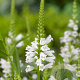Physostegia v. 'Summer Snow' GM P9