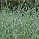 Poa labillardierei 'Glauca' GM P9