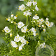 Polemonium caer. 'Album' GM P9