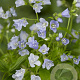 Polemonium r. 'Blue Pearl' GM P9