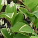 Polygonatum falcatum 'Variegatum' GM P9