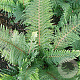 Polystichum set. 'Proliferum' GM P9