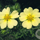 Potentilla recta 'Sulphurea' GM P9