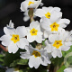 Primula (J) 'Schneekissen' GM P9