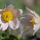 Pulsatilla v. 'Perlen Glocke' GM P9