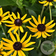 Rudbeckia f. Sun Ka-Ching GM P9