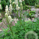 Sanguisorba albiflora GM P9