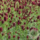 Sanguisorba 'Little Angel' GM P9