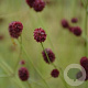 Sanguisorba 'Maartjes Merlot' GM P9