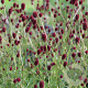Sanguisorba o. 'Burgundy Buttons' GM P9