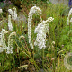 Sanguisorba ten. 'Delicatesse' GM P9